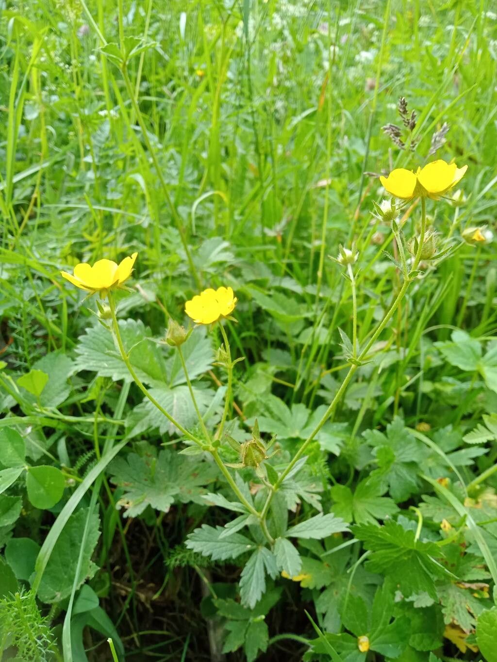 Potentilla delphinensis habit