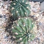 Echinopsis marsoneri