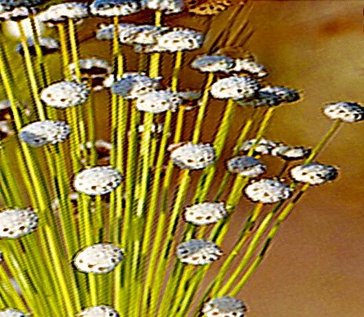 Paepalanthus hilairei — houseplant care guide