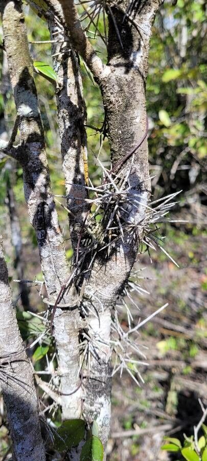 Xylosma buxifolia — related species from the same genus