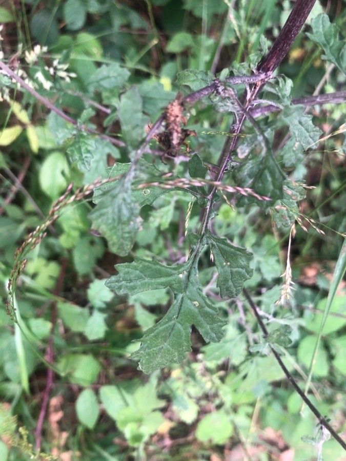 Jacobaea erratica — search result for 'Jacobaea'