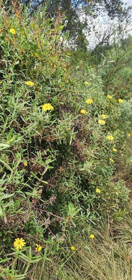Senecio rhammatophyllus habit