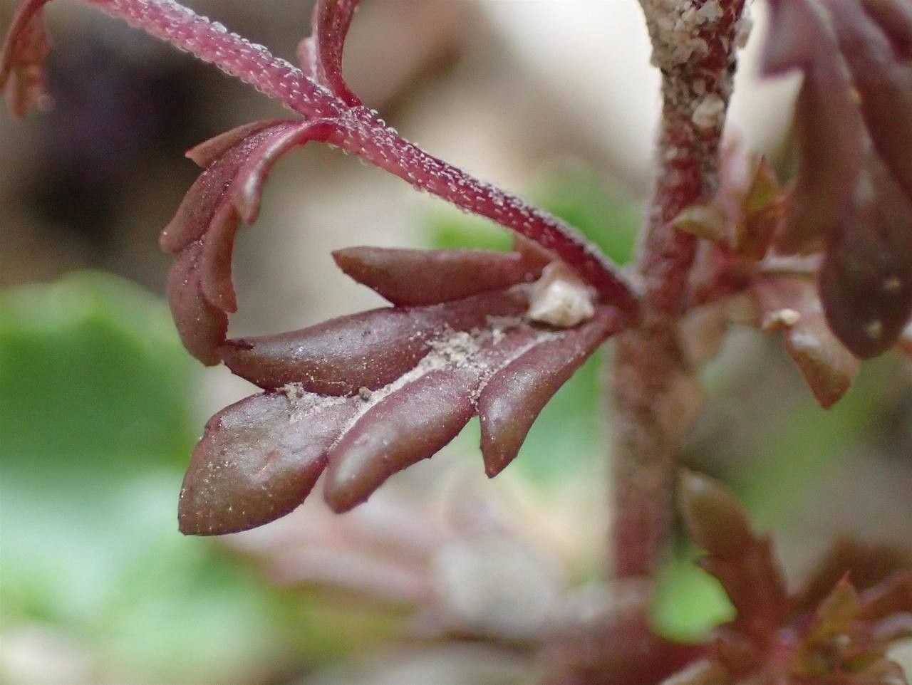 Euphrasia salisburgensis fruit