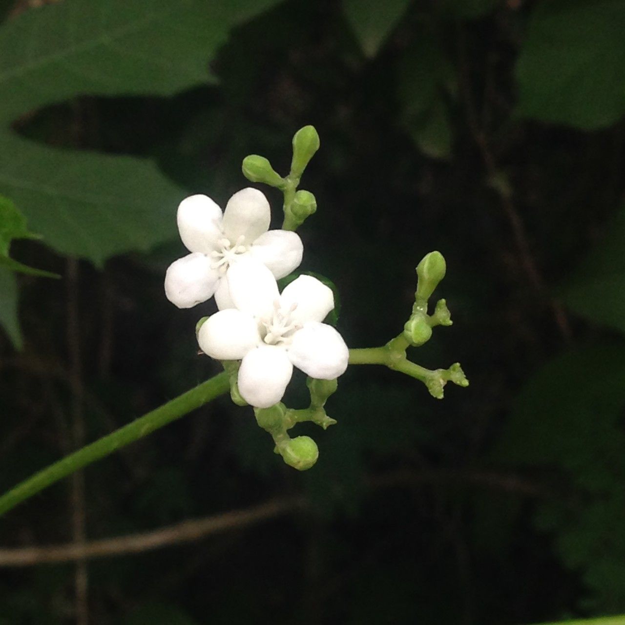 Cnidoscolus aconitifolius flower
