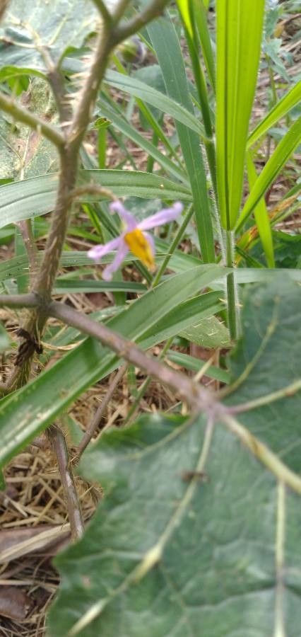 Solanum viarum flower