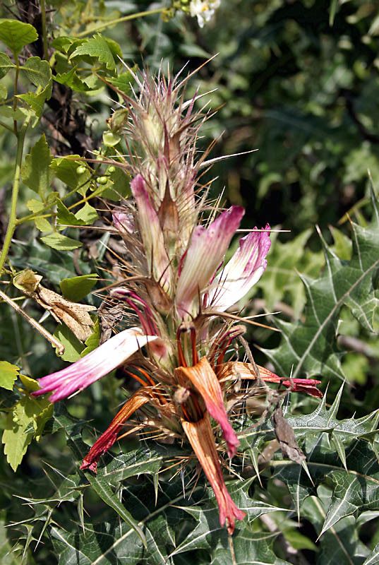 Acanthus arboreus flower