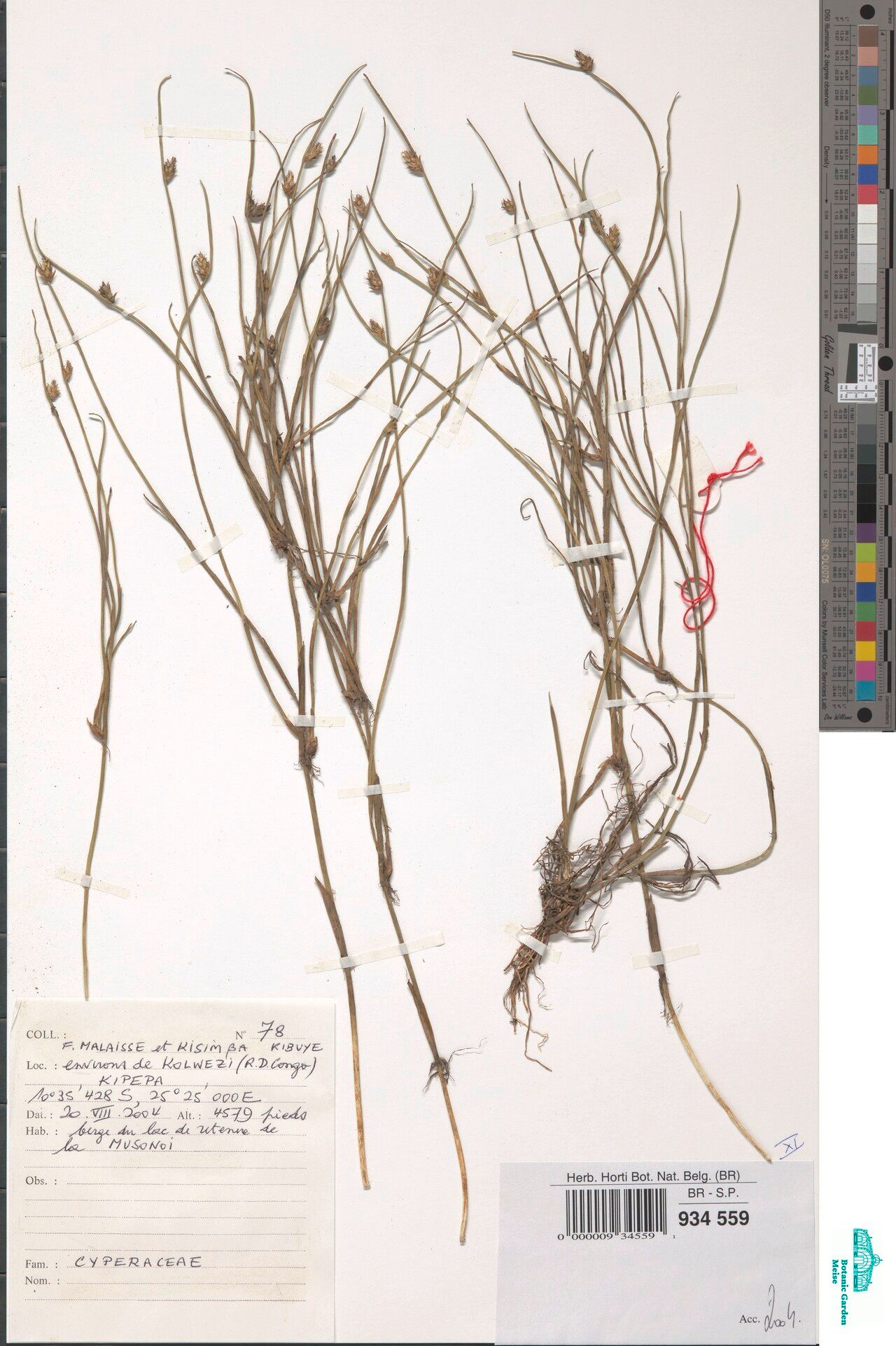 Schoenoplectiella rhodesica — houseplant care guide