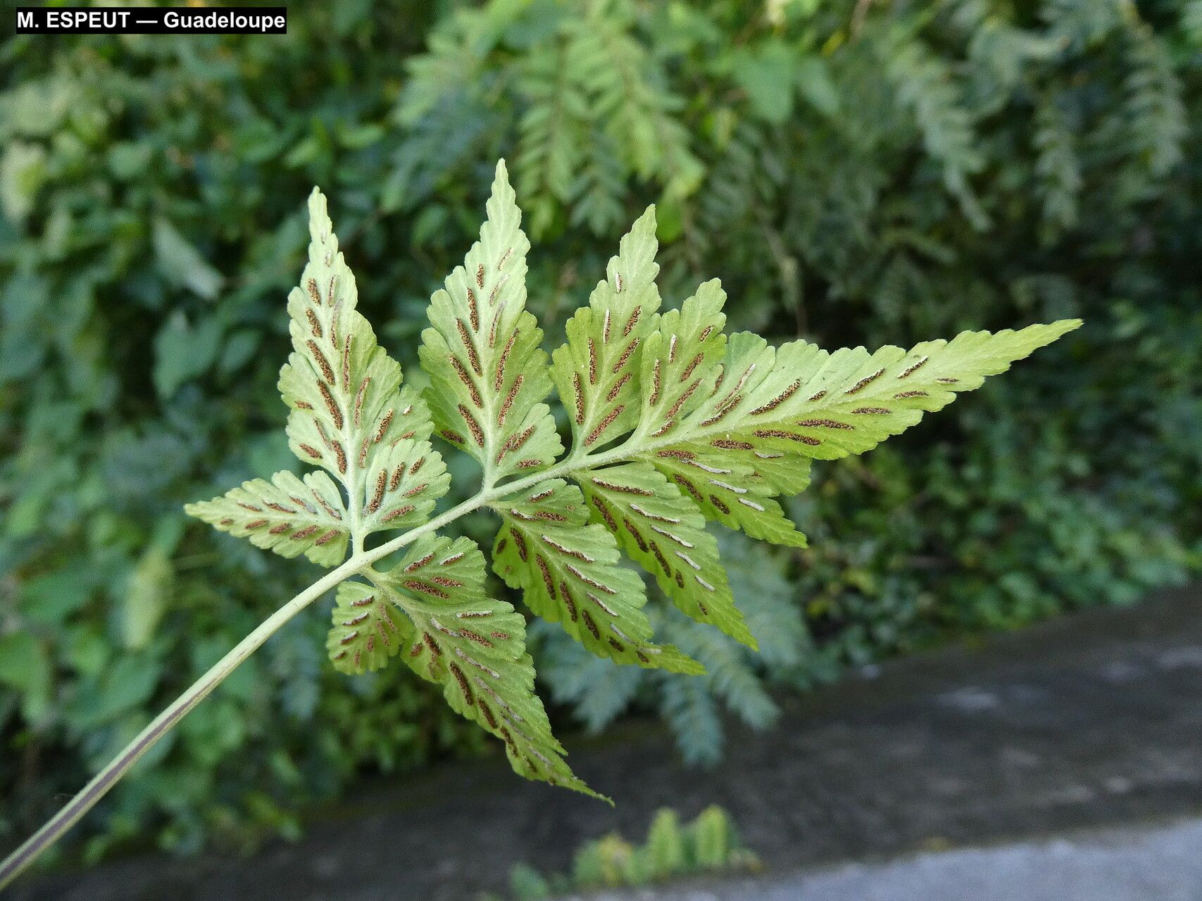 Asplenium pumilum — search result for 'Asplenium'