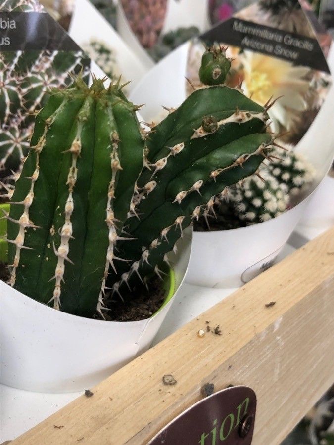 Euphorbia officinarum leaf