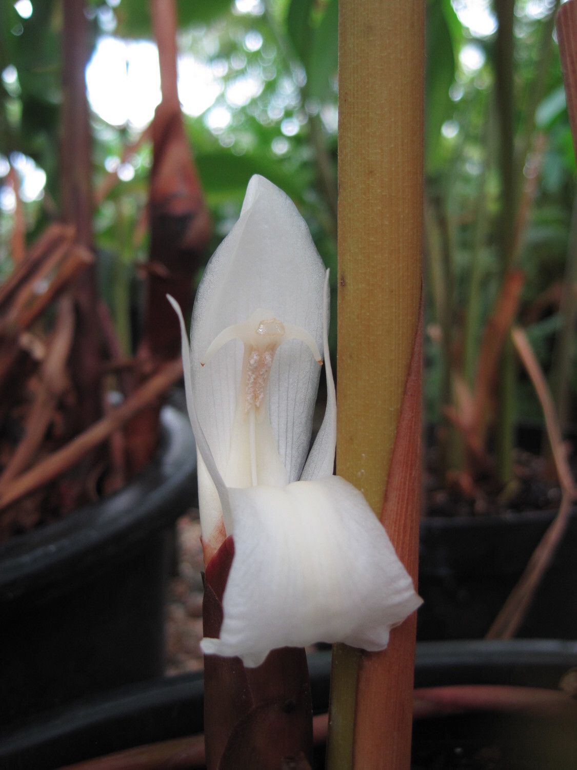 Aframomum kayserianum flower