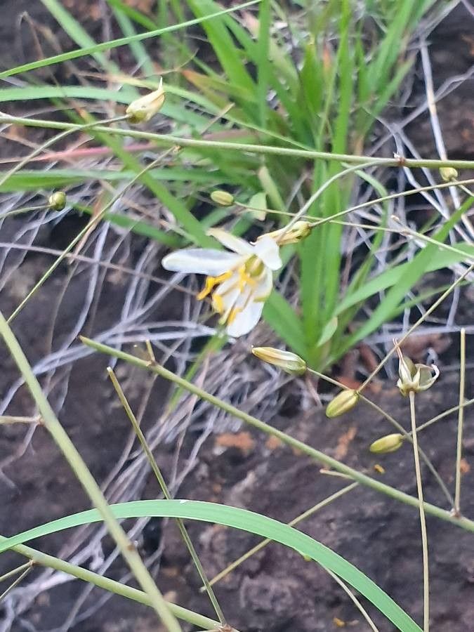 Chlorophytum zavattarii flower