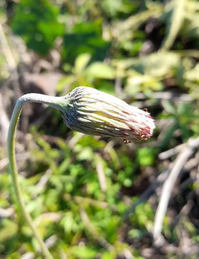 Chaptalia sinuata flower