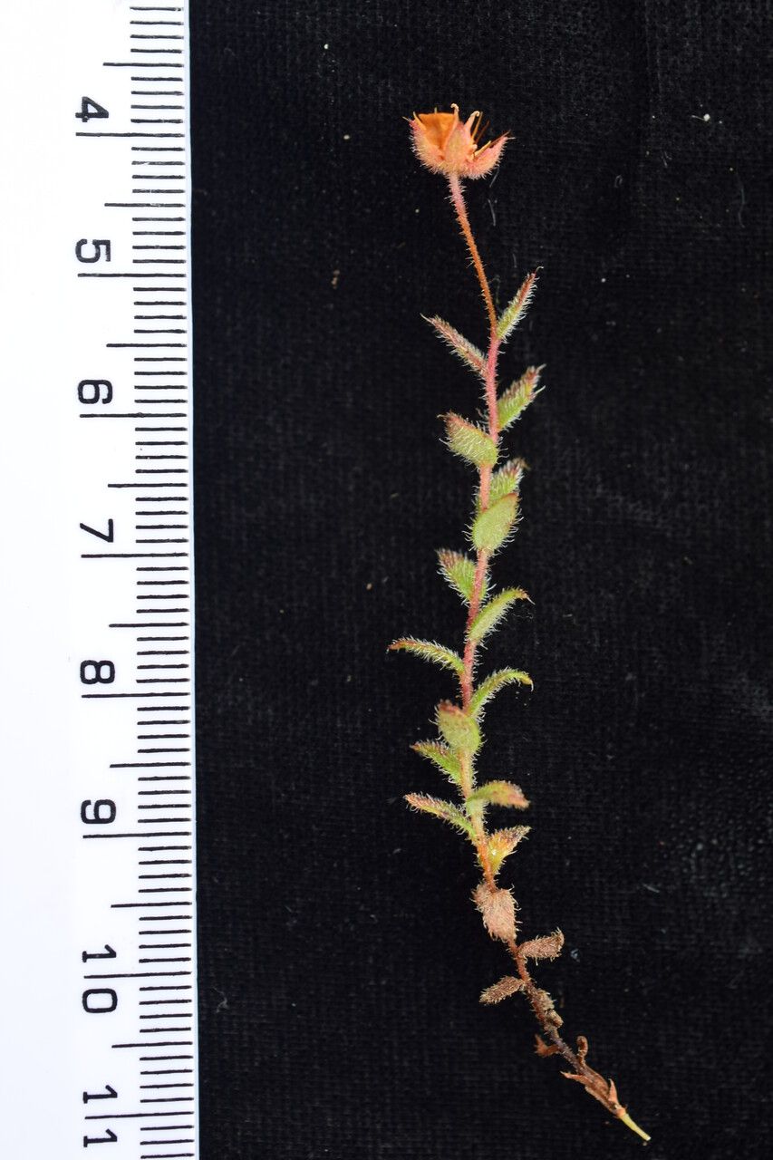 Saxifraga hispidula other