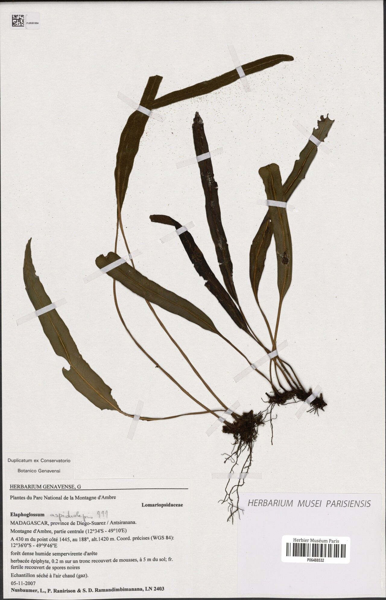 Elaphoglossum ambrense — related species from the same genus