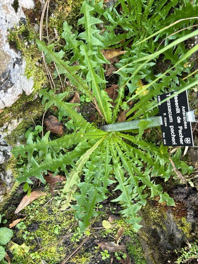 Taraxacum pacheri — search result for 'Taraxacum'