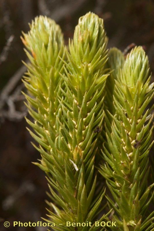 Huperzia suberecta — search result for 'Huperzia'