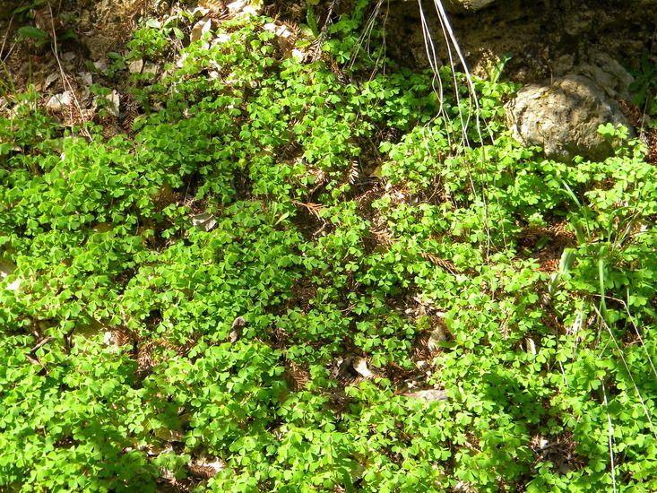 Oxalis suksdorfii habit