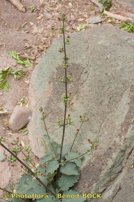 Scrophularia laevigata habit
