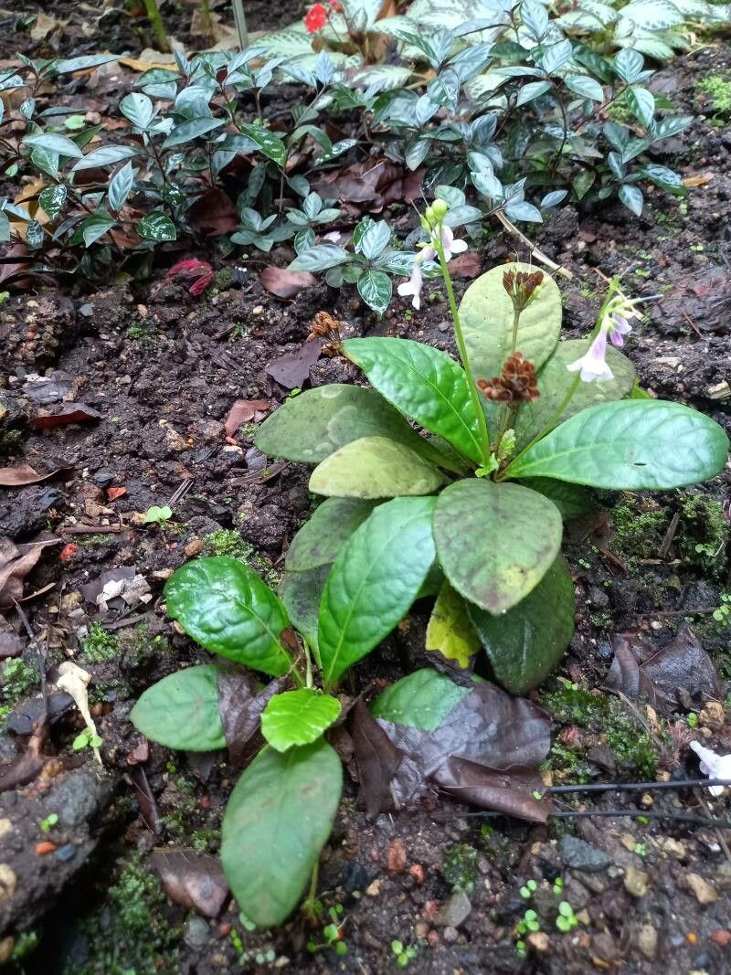 Tetranema roseum habit
