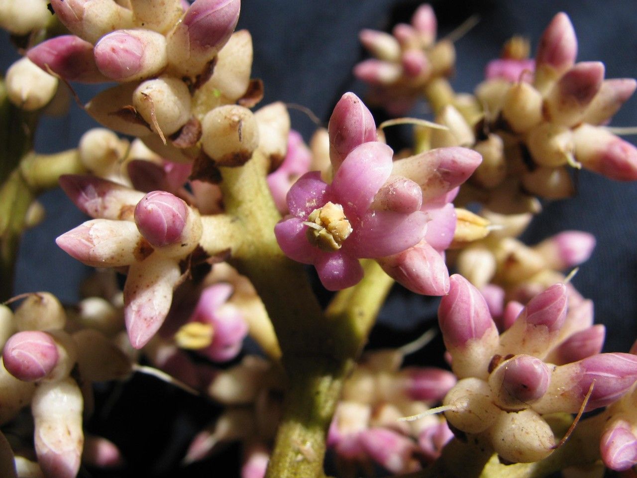 Ardisia furfuracea fruit