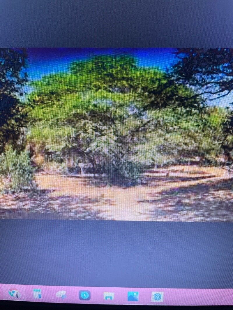 Khaya anthotheca flower