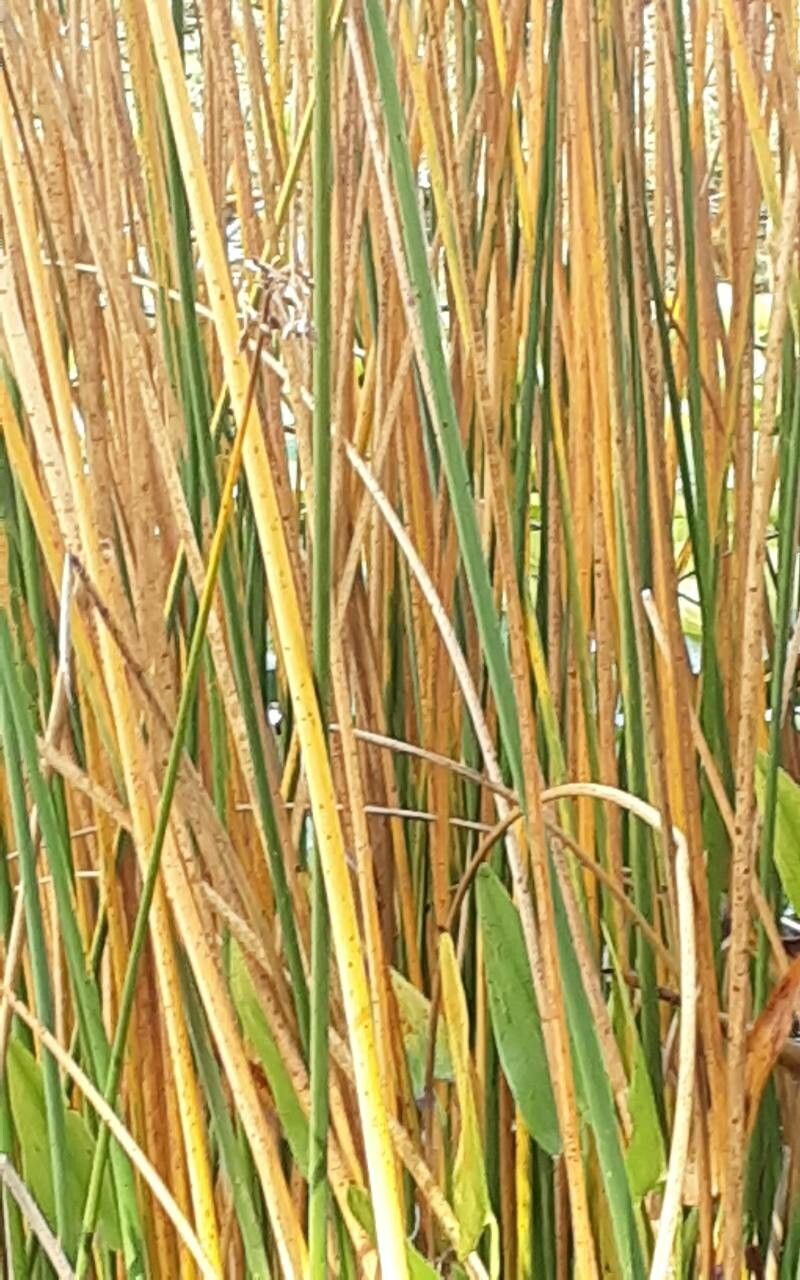 Calamagrostis recta leaf
