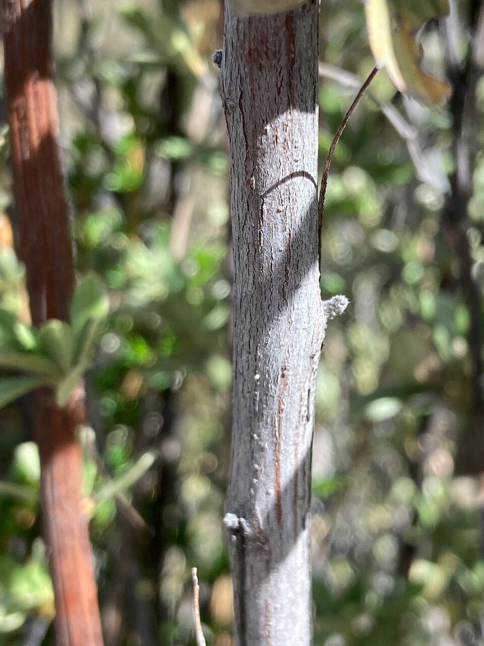 Alchemilla polylepis bark