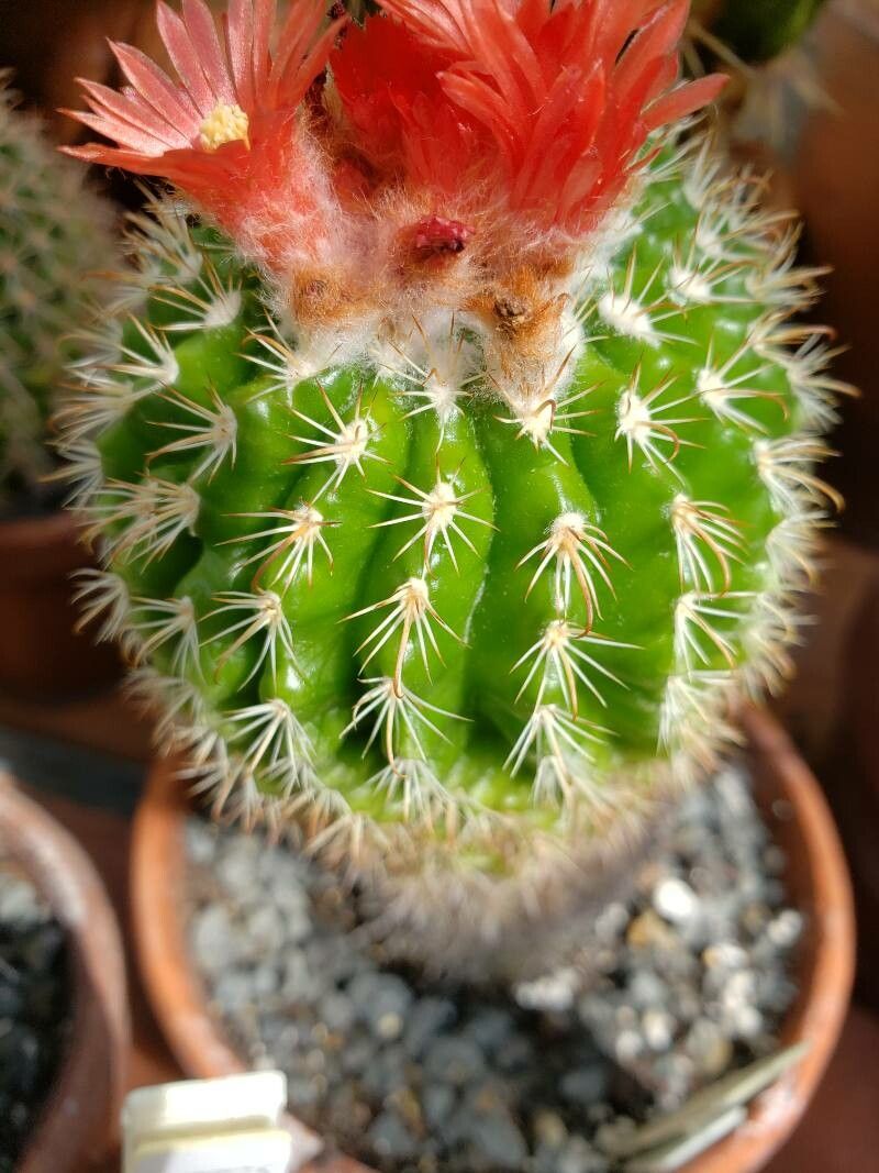 Parodia gibbulosoides — search result for 'Parodia'