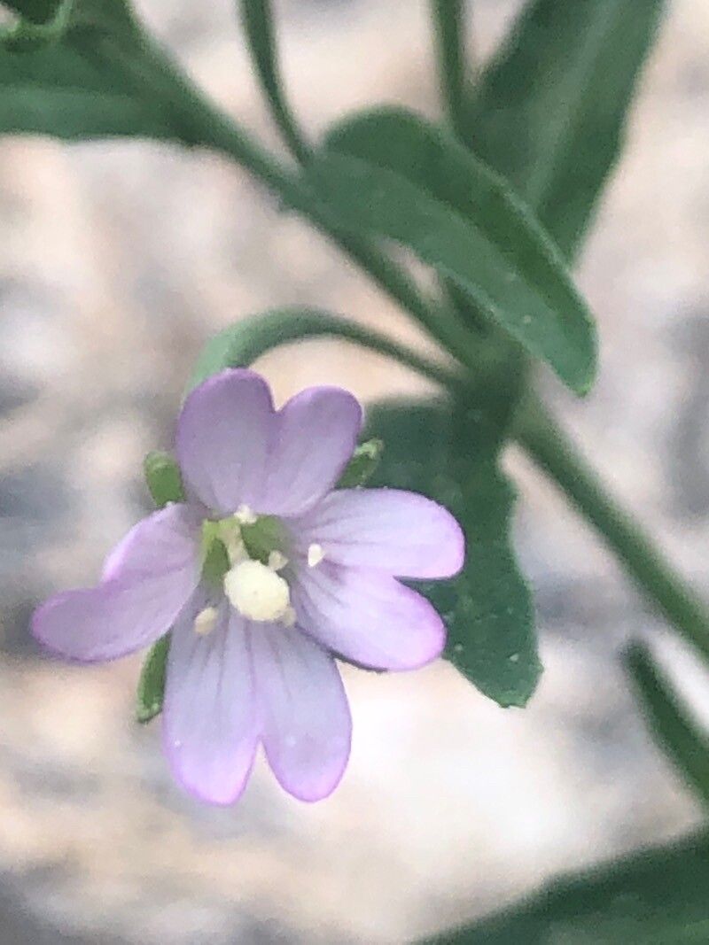 Epilobium palustre flower