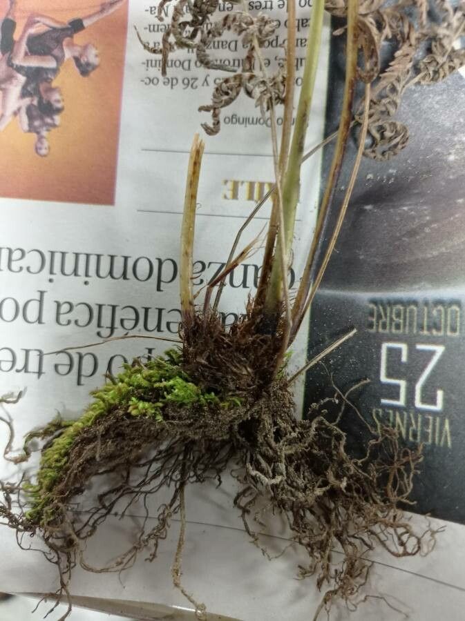 Thelypteris palustris bark