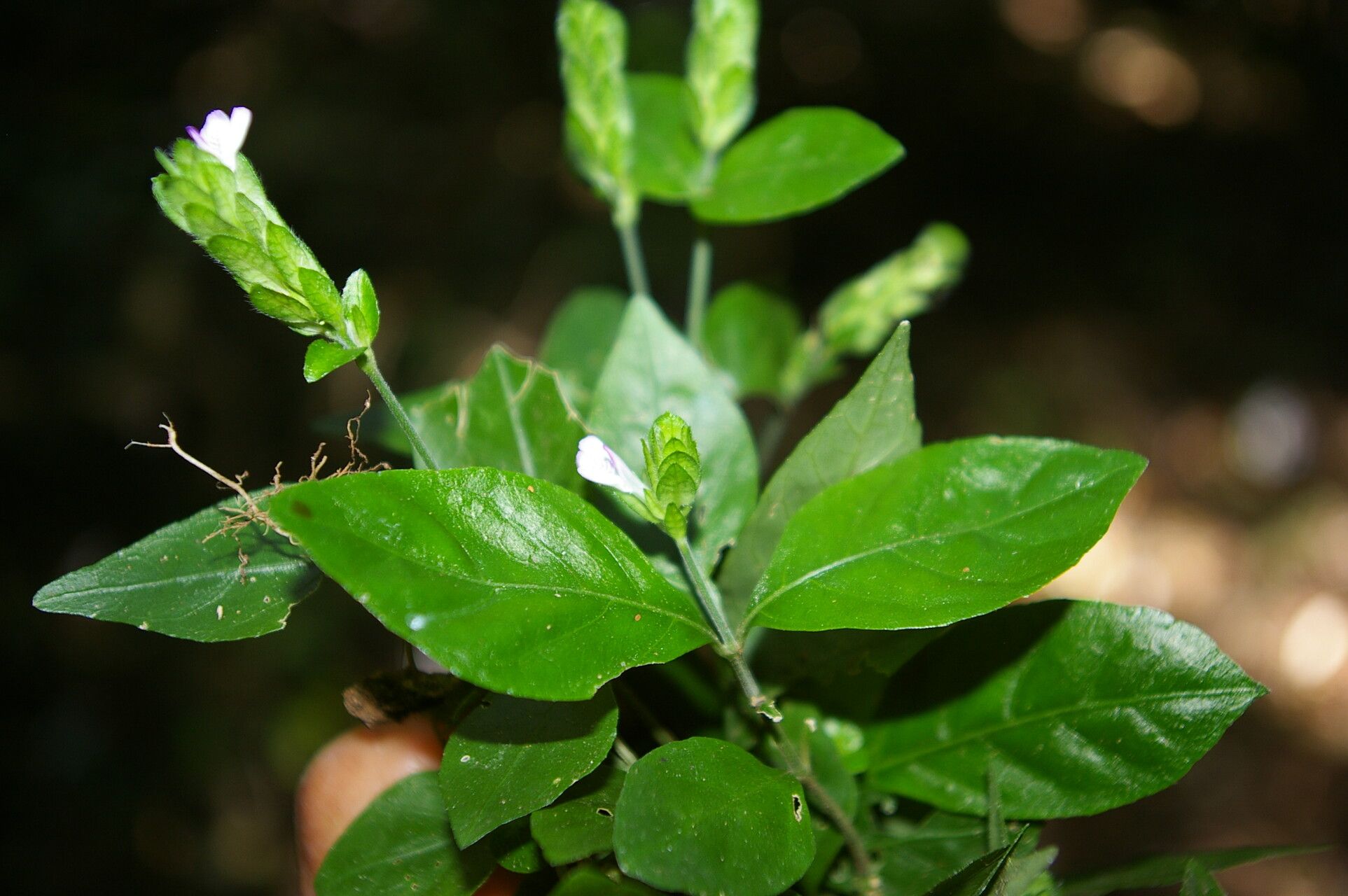 Dianthera candelariae habit