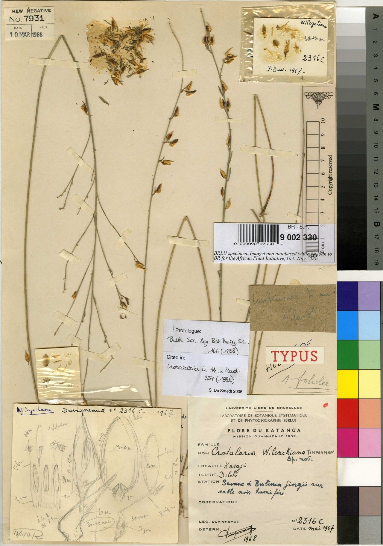 Crotalaria wilczekiana — houseplant care guide