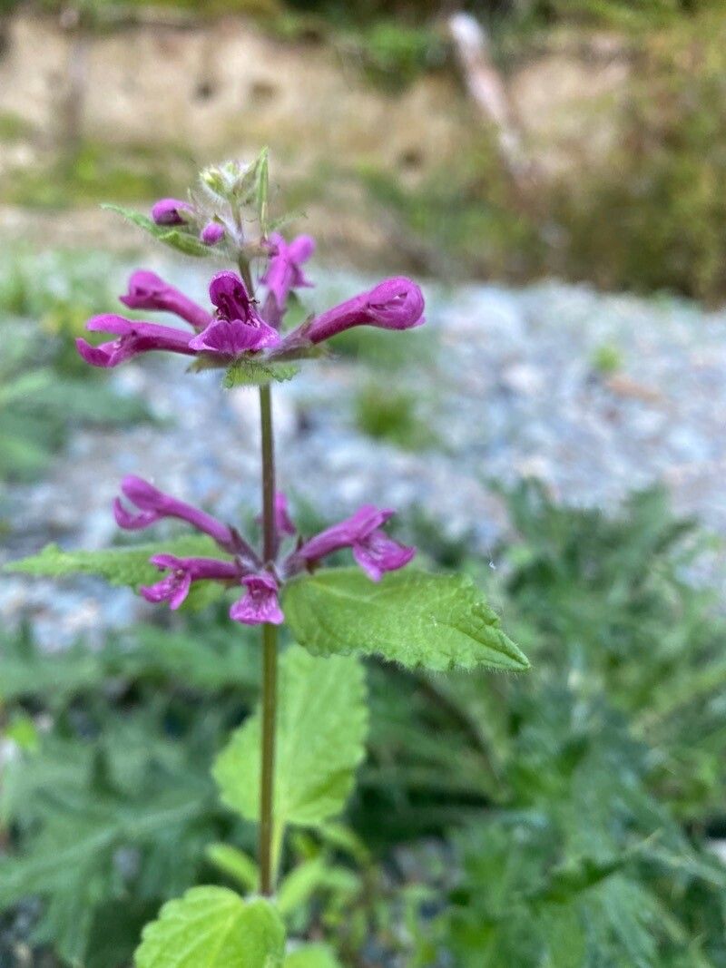 Stachys chamissonis flower