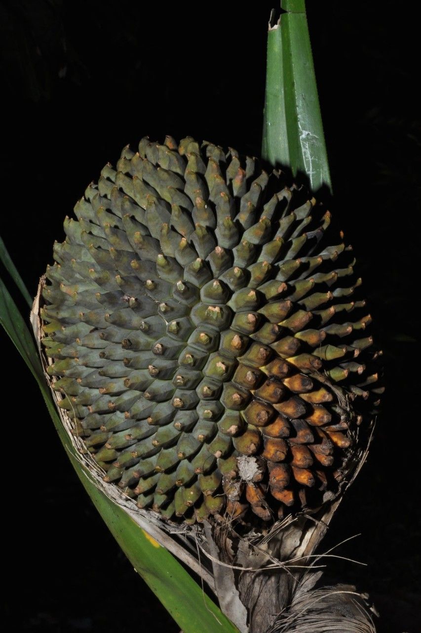 Pandanus sphaerocephalus — houseplant care guide