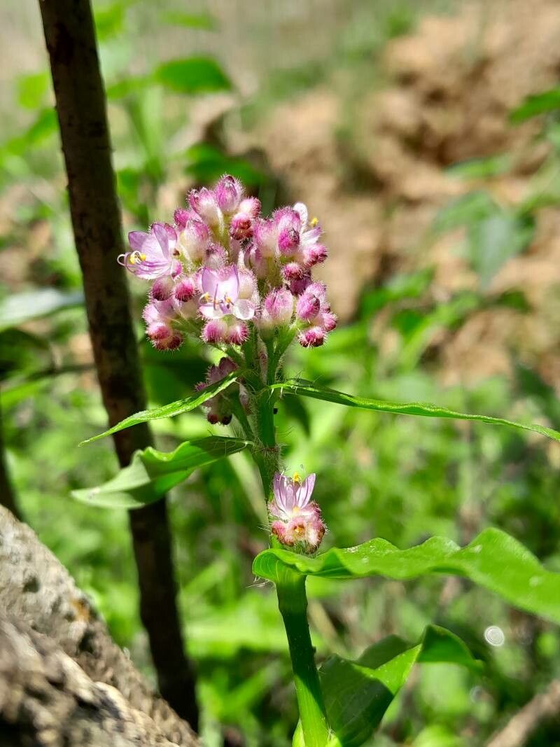 Floscopa glomerata flower