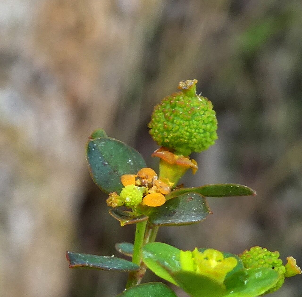 Euphorbia flavicoma fruit
