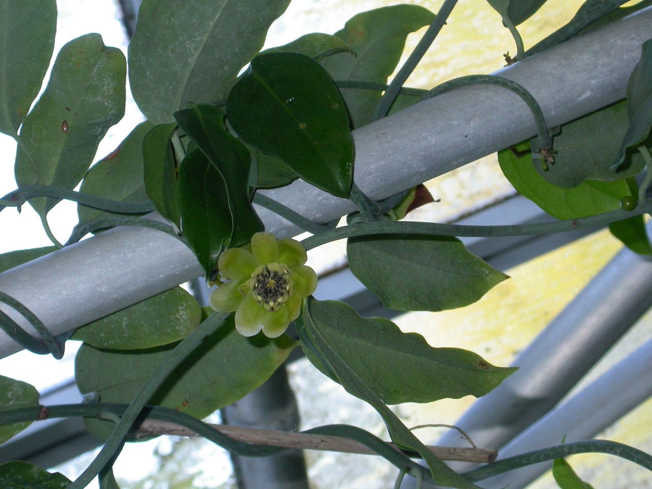 Austrobaileya scandens habit