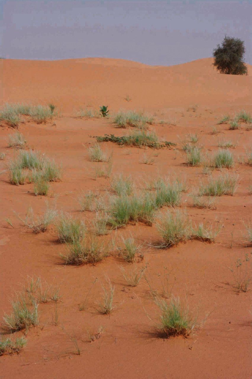 Stipagrostis acutiflora other