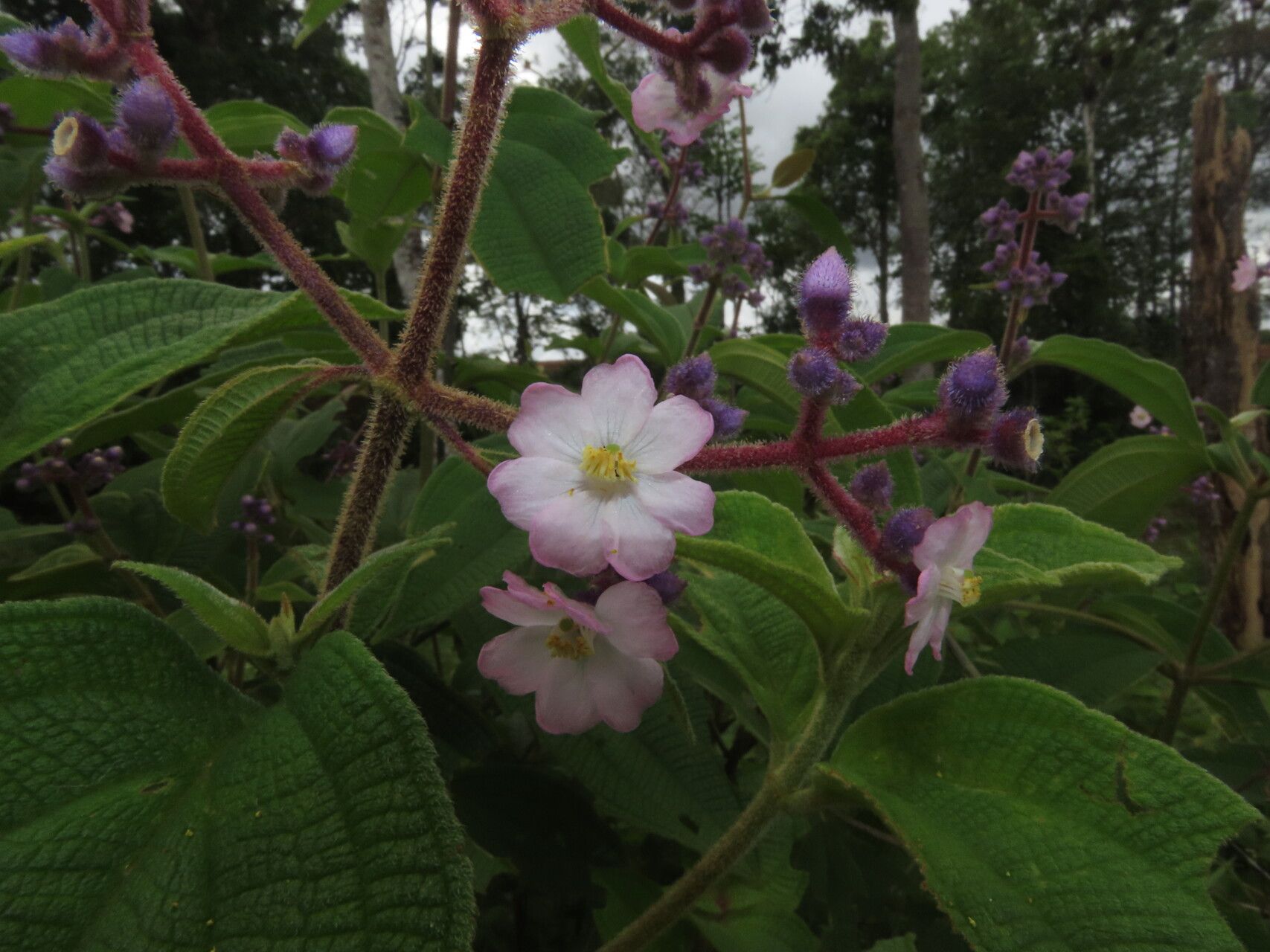 Miconia conospeciosa flower