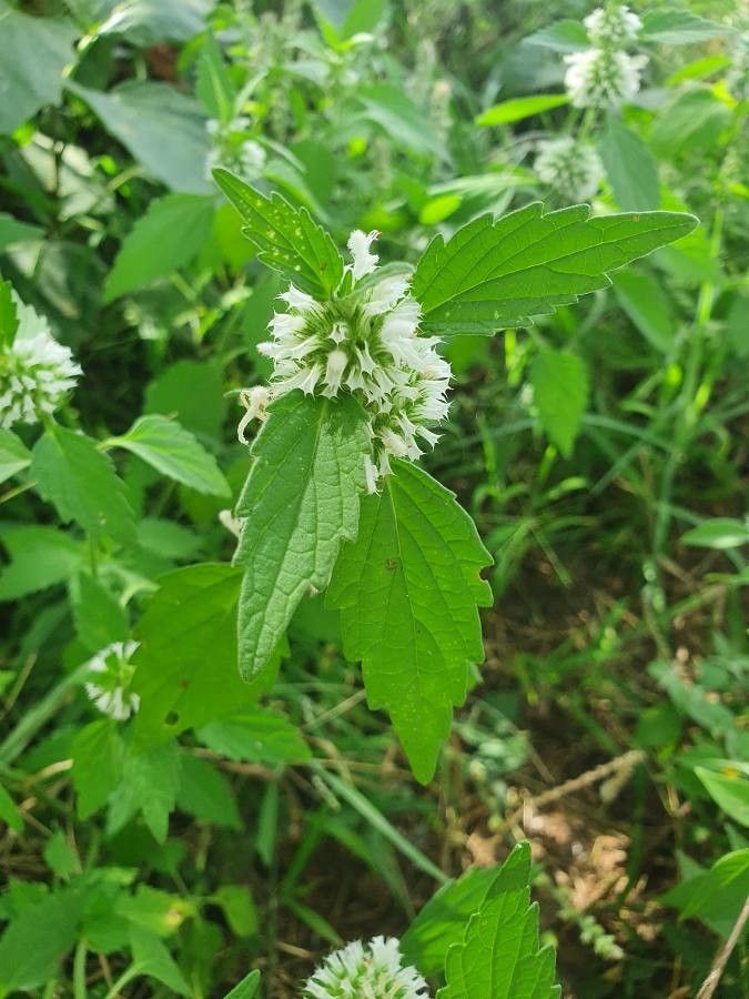 Leucas grandis — houseplant care guide