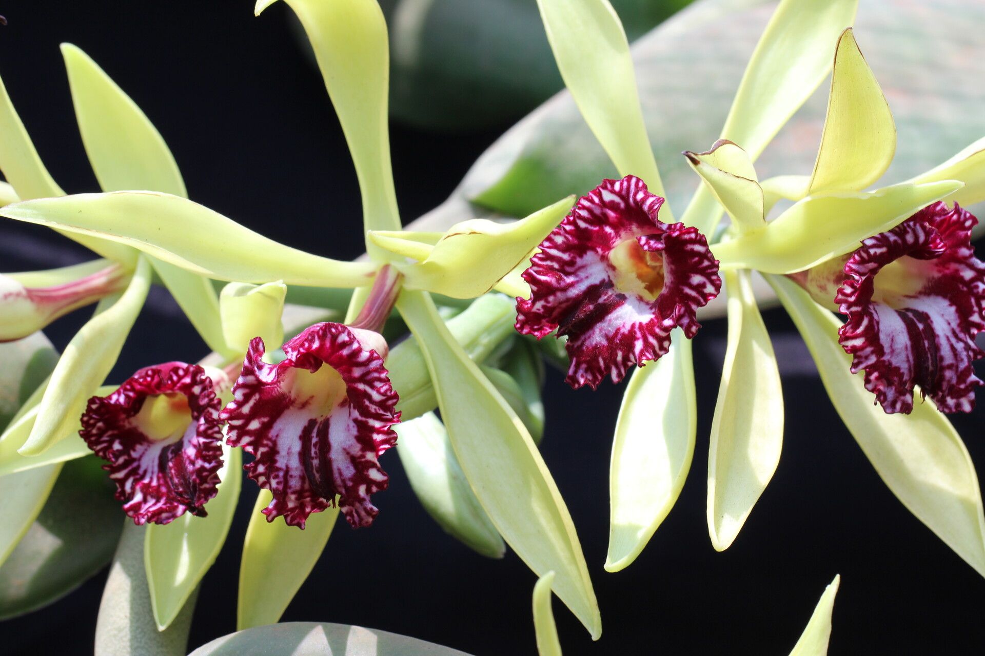 Vanilla ochyrae flower