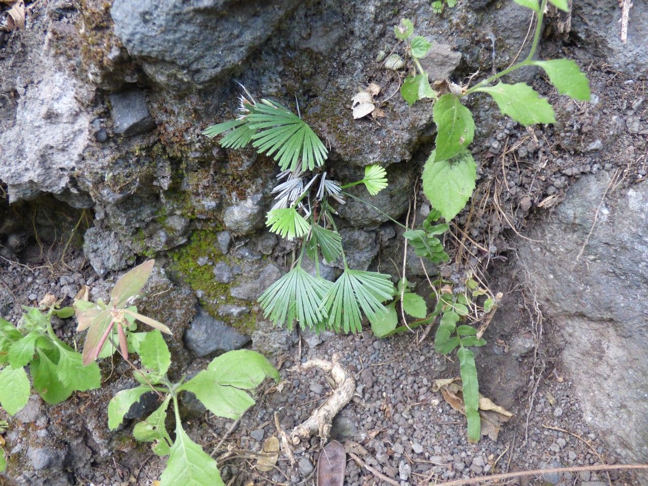 Actiniopteris semiflabellata habit