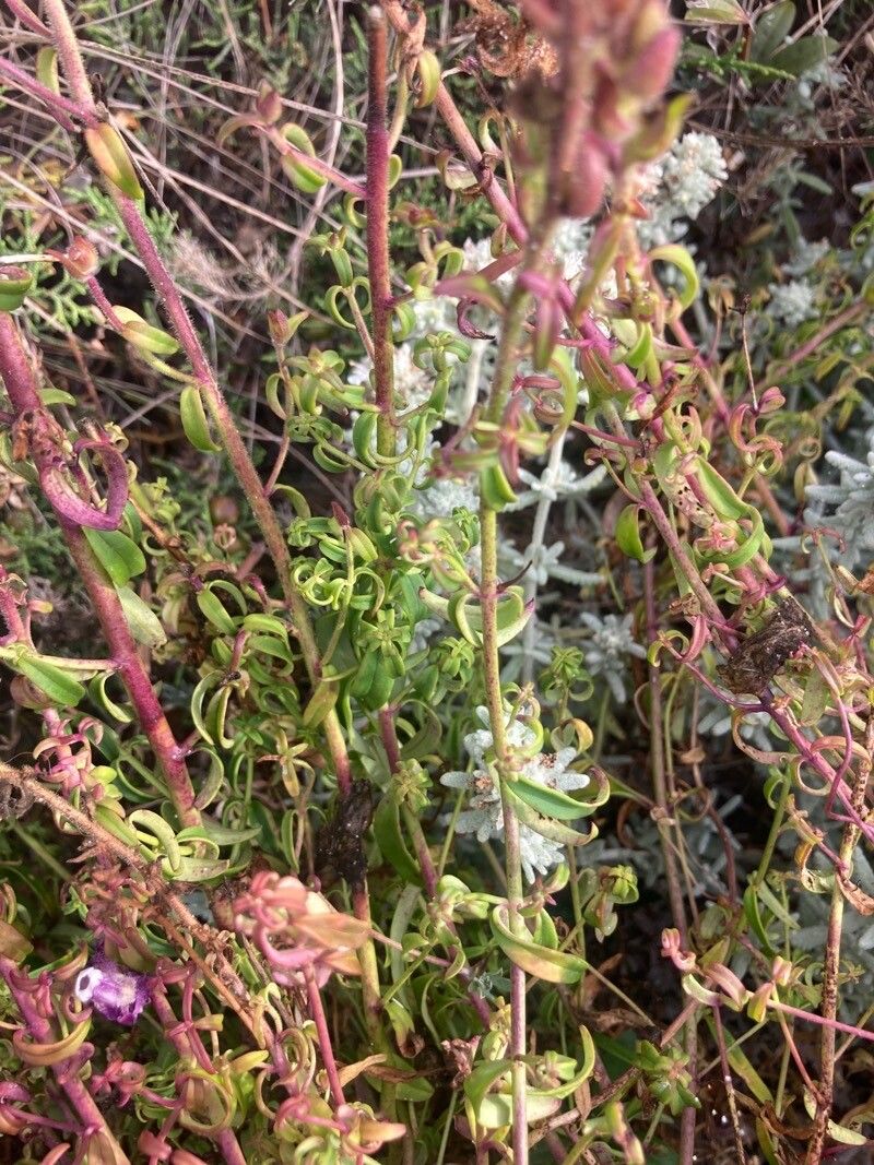Antirrhinum cirrhigerum