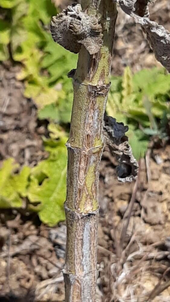 Nepeta tuberosa bark