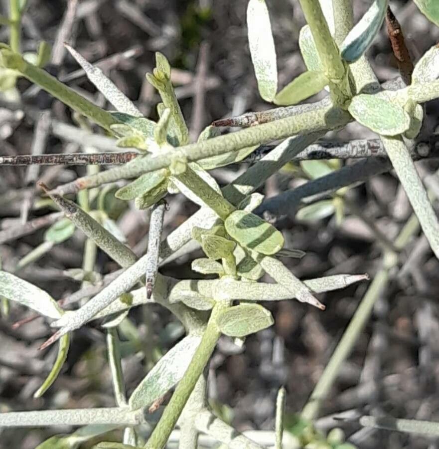 Tricomaria usillo leaf