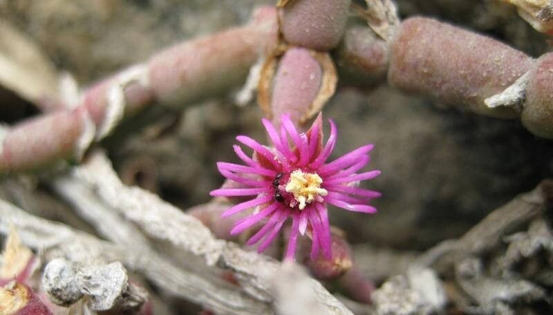 Mesembryanthemum dinteri flower