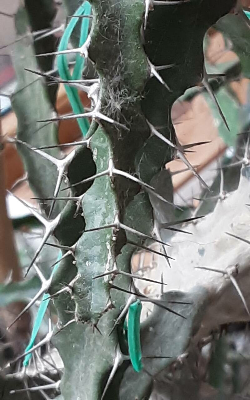 Euphorbia evansii flower