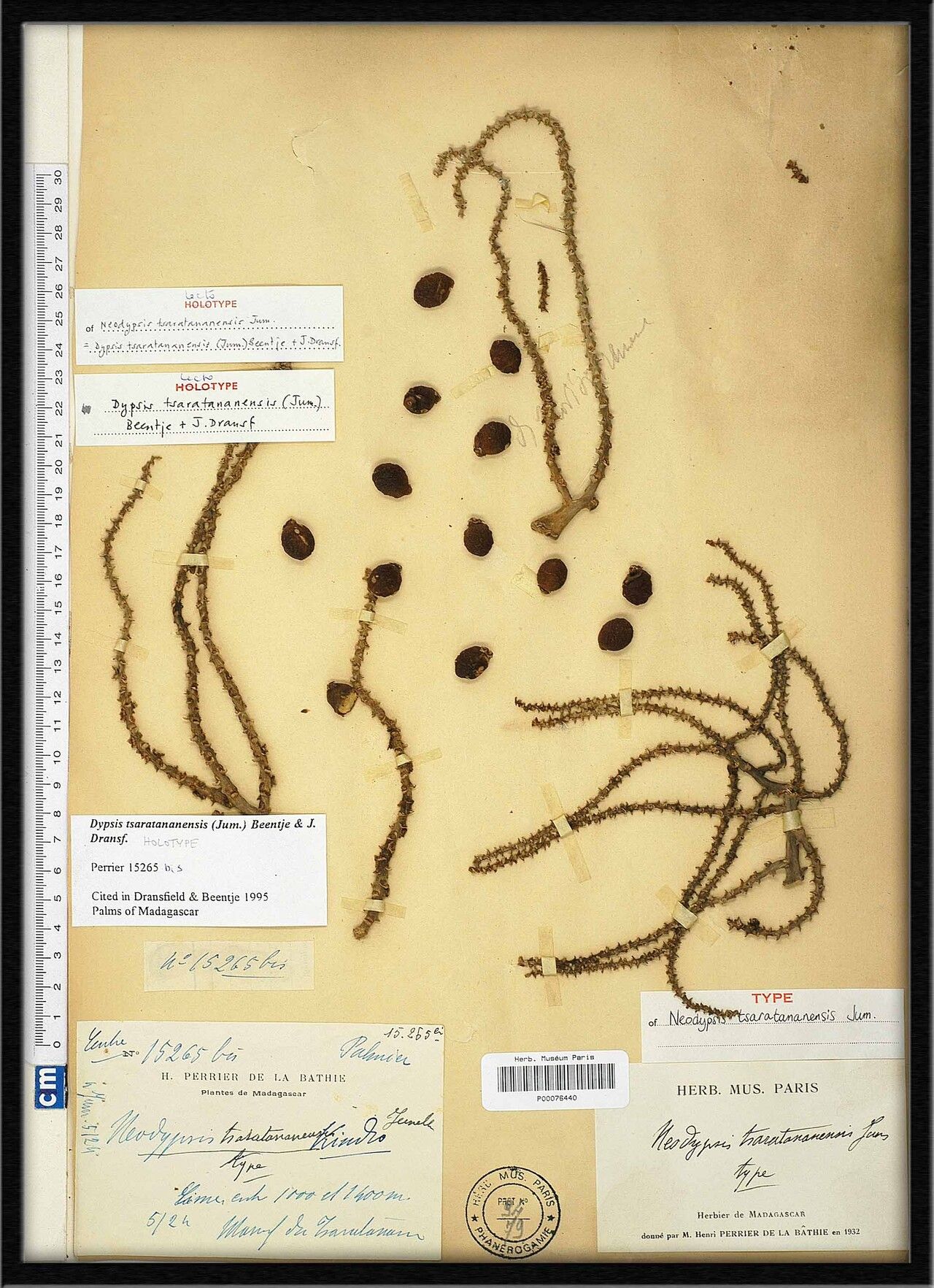 Dypsis tsaratananensis — houseplant care guide