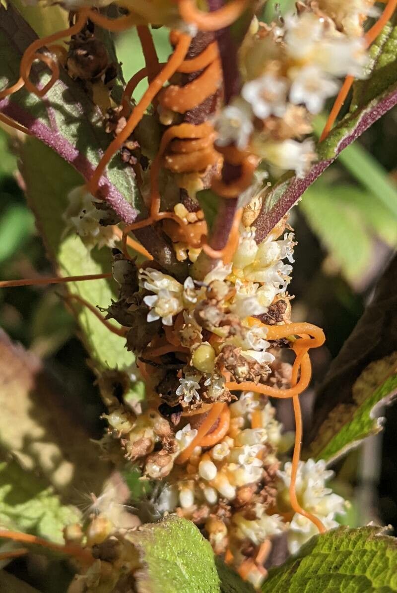 Cuscuta gronovii flower