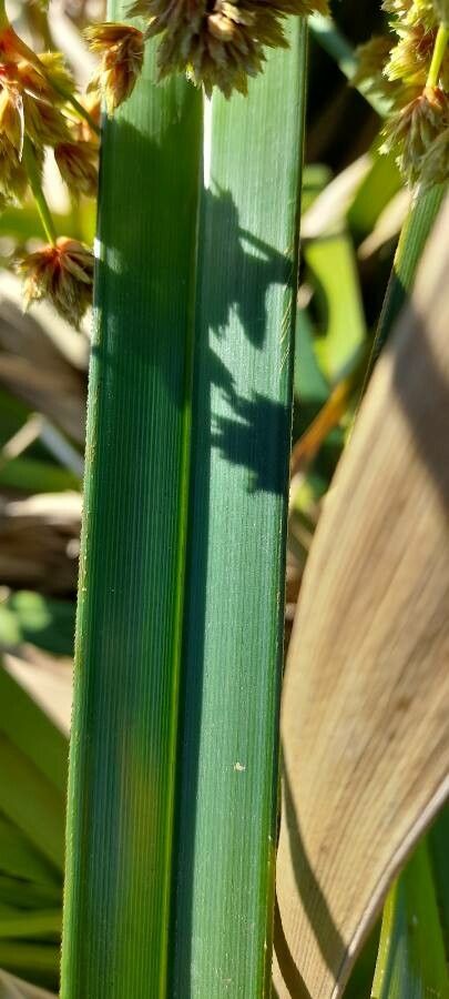 Cyperus byssaceus — houseplant care guide